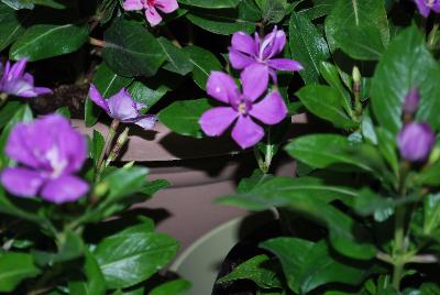 Catharanthus Soiree™ Double 'Orchid'