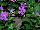Suntory Flowers, Ltd.: Catharanthus  'Orchid' 