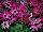 Suntory Flowers, Ltd.: Pericallis  'Ruby Red' 