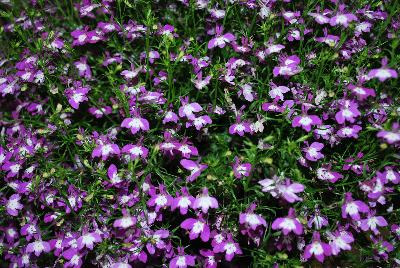 Lobelia  'Purple with Eye'