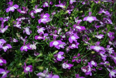 Lobelia  'Purple with Eye'