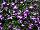 Suntory Flowers, Ltd.: Lobelia trailing 'Purple with Eye' 