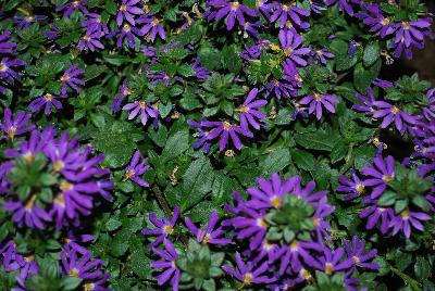 Scaevola Surdiva® 'Blue Violet'