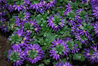 Scaevola Surdiva® 'Blue Violet'