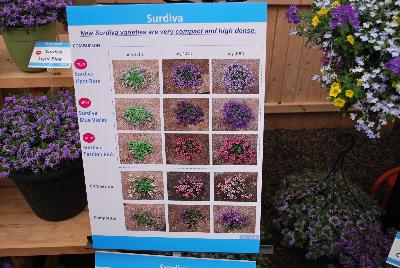 Suntory Flowers Surdiva® Scaevola  : New from Suntory Flowers as seen @ Spring Trials, 2016.  The new Surdiva® Scaevola varieties are very compact and of high density. More compact and dense branching with attractive deep colors.  They are: 'Light Blue', 'Blue Violet' and 'Fashion Pink'.