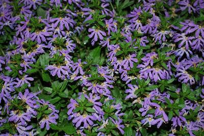 Surdiva® Scaevola Light Blue 