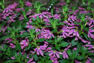 Scaevola Surdiva® 'Fashion Pink'