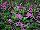 Suntory Flowers, Ltd.: Scaevola  'Fashion Pink' 