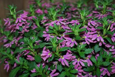 Scaevola Surdiva® 'Fashion Pink'