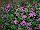 Suntory Flowers, Ltd.: Scaevola  'Fashion Pink' 