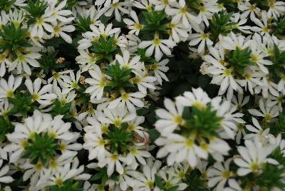 Scaevola Surdiva® 'White Improved'