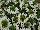 Suntory Flowers, Ltd.: Scaevola  'White Improved' 