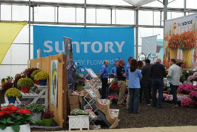 Seen @ Spring Trials 2016.: Welcome to Suntory Flowers @ GroLink, Spring Trials, 2016, featuring the BeeDance® Bidens among other new varieties.