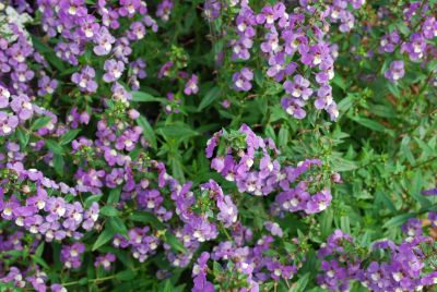 Sungelonia® Angelonia Blue 