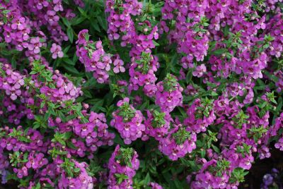 Sungelonia® Angelonia Deep Pink 