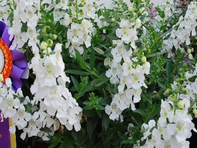 Angelonia Sungelonia 'White'