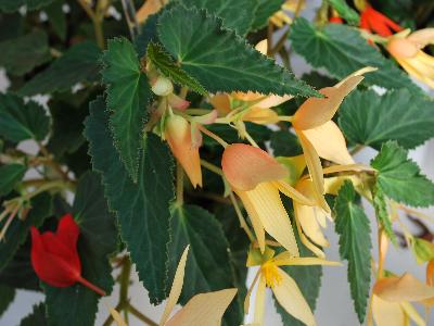 Begonia Crackling Fire 'Creamy Yellow'