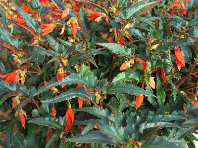 Suntory Flowers, Ltd.: Crackling Fire Begonia Orange 
