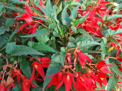 Suntory Flowers, Ltd.: Crackling Fire Begonia Red 