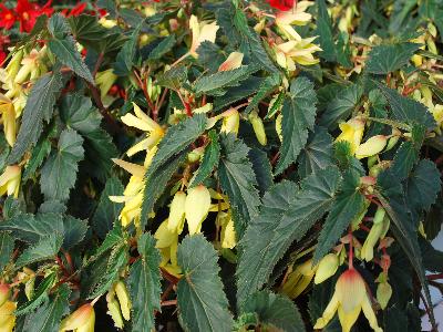 Suntory Flowers, Ltd.: Begonia Yellow Crackling Fire