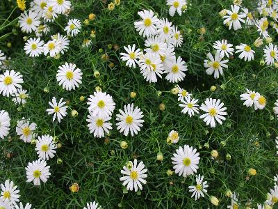 Brachyscome Surdaisy 'White'