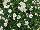 Suntory Flowers, Ltd.: Brachyscome  'White' 