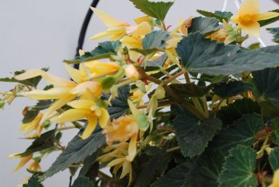 Begonia Crackling Fire® 'Creamy Yellow'
