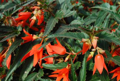 Suntory Flowers, Ltd.: Crackling Fire® Begonia Orange 