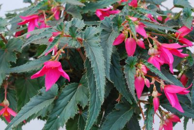 Suntory Flowers, Ltd.: Begonia Pink Pink Crackling Fire®