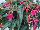 Suntory Flowers, Ltd.: Begonia  'Pink' 