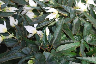Suntory Flowers, Ltd.: Crackling Fire® Begonia White 