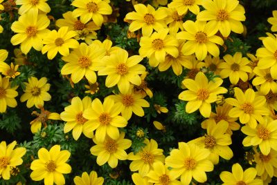 Suntory Flowers, Ltd.: Bidens Marietta®