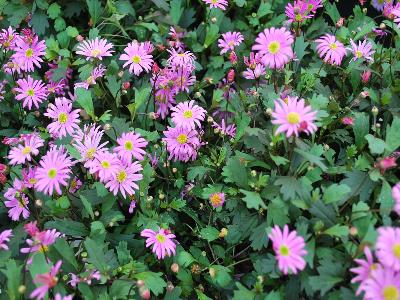 Brachyscome Surdaisy 'Pink'