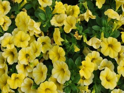 Million Bells Calibrachoa Bouquet Yellow 