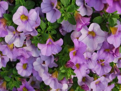 Suntory Flowers, Ltd.: Million Bells Calibrachoa Lavender 