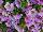 Suntory Flowers, Ltd.: Calibrachoa  'Lavender' 