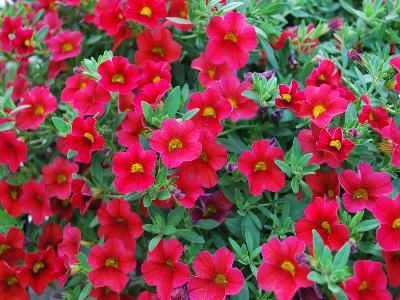 Suntory Flowers, Ltd.: Million Bells Calibrachoa Trailing Red 