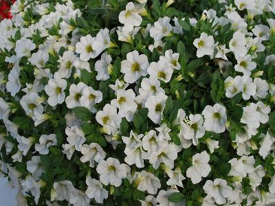 Suntory Flowers, Ltd.: Million Bells Calibrachoa Trailing White 