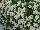 Suntory Flowers, Ltd.: Calibrachoa  'Trailing White' 