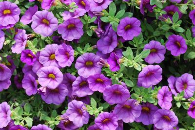 Suntory Flowers, Ltd.: Million Bells® Calibrachoa Bouquet Amethyst 