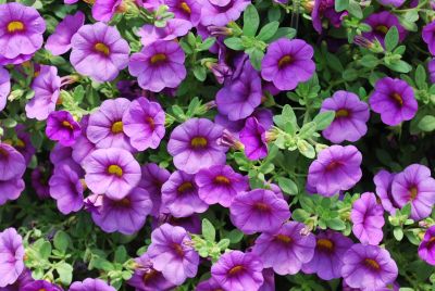 Million Bells® Calibrachoa Bouquet Amethyst