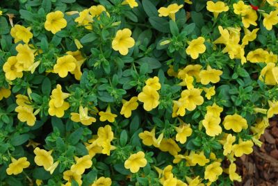 Suntory Flowers, Ltd.: Million Bells® Calibrachoa Neon Yellow 