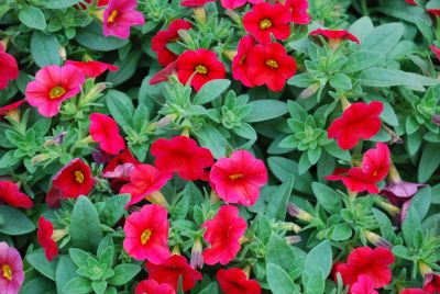Suntory Flowers, Ltd.: Million Bells® Calibrachoa Red IMP 