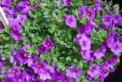 Calibrachoa Million Bells® 'Trailing Blue 09'