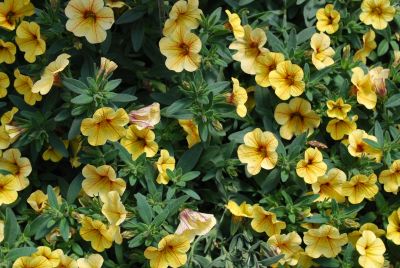 Suntory Flowers, Ltd.: Million Bells® Calibrachoa Tropical Delight 