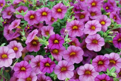 Million Bells® Calibrachoa Wine