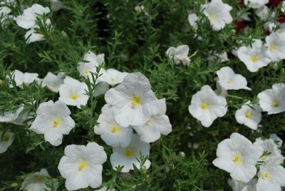 Suntory Flowers, Ltd.: Summer Splash® Calibrachoa White 