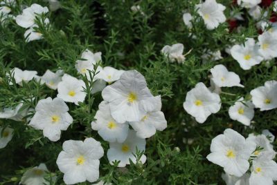 Summer Splash® Calibrachoa White 