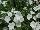 Suntory Flowers, Ltd.: Calibrachoa  'White' 