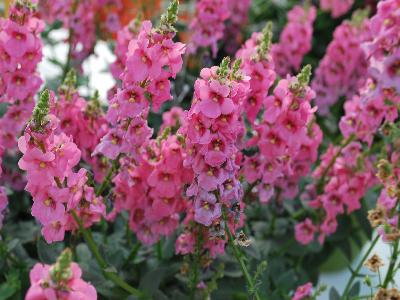 Diascia Sundiascia 'Upright Blush Pink'